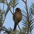 Serin strié