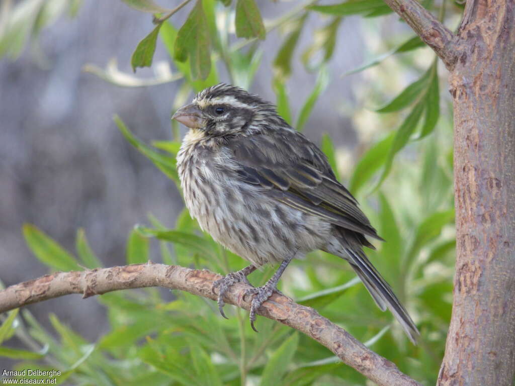 Serin striéadulte