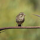 Serin strié