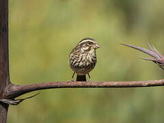 Streaky Seedeater