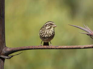 Serin strié