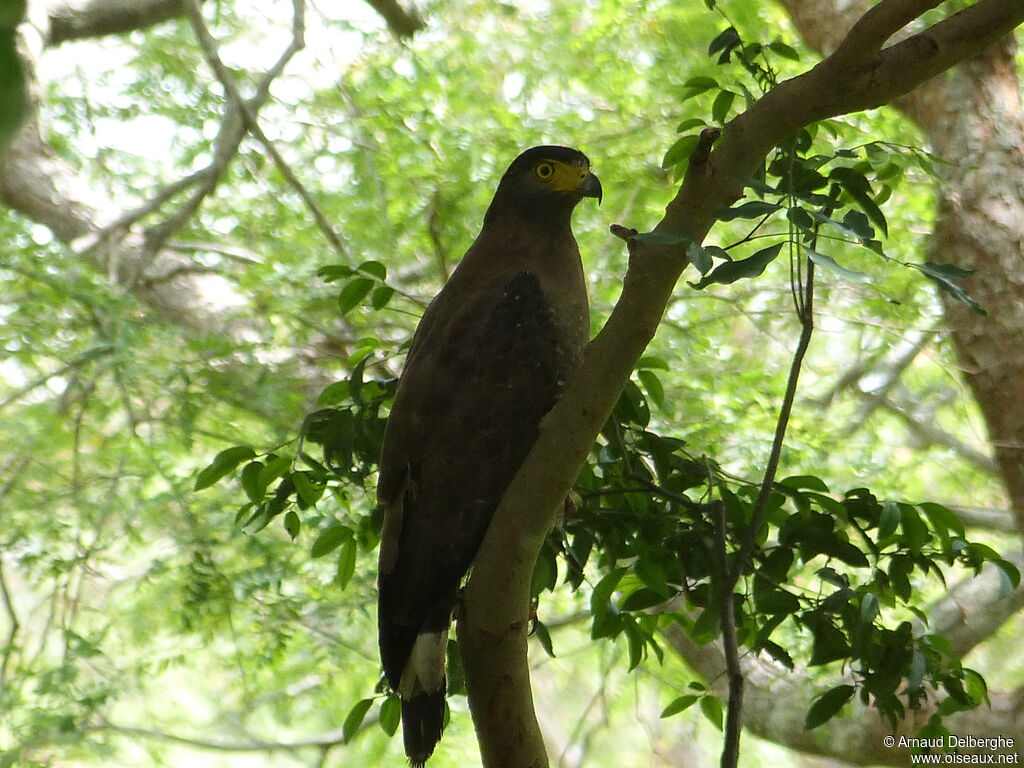 Crested Serpent Eagle