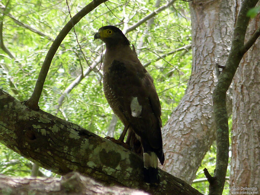 Crested Serpent Eagle