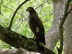 Crested Serpent Eagle