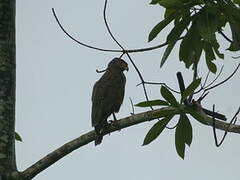 Crested Serpent Eagle