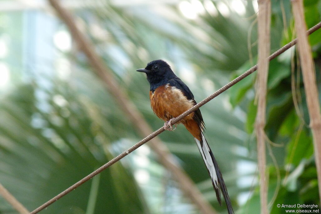 White-rumped Shama