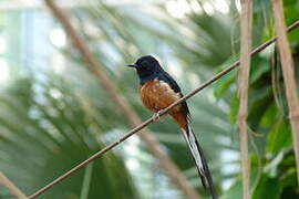 White-rumped Shama