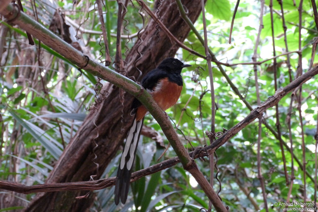 White-rumped Shama