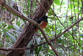 White-rumped Shama