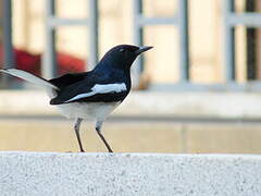 Oriental Magpie-Robin