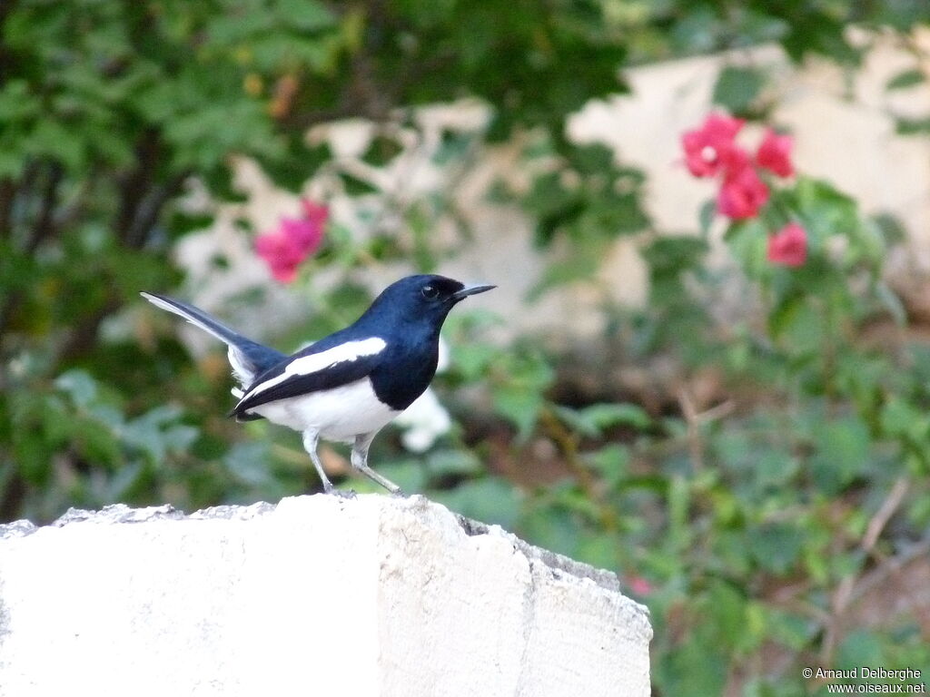 Oriental Magpie-Robin