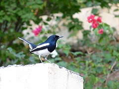 Oriental Magpie-Robin