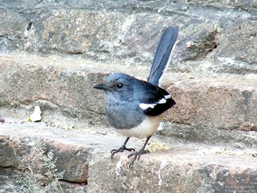 Oriental Magpie-Robin female