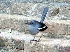 Oriental Magpie-Robin