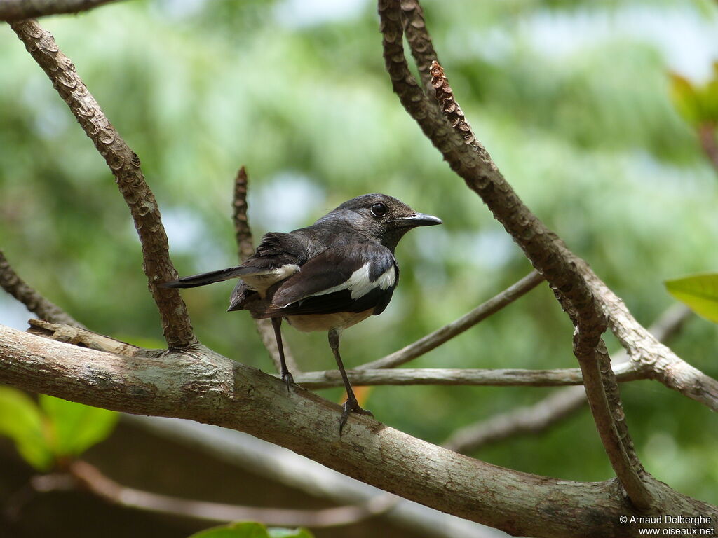 Oriental Magpie-Robin