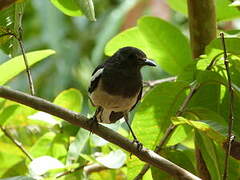 Oriental Magpie-Robin