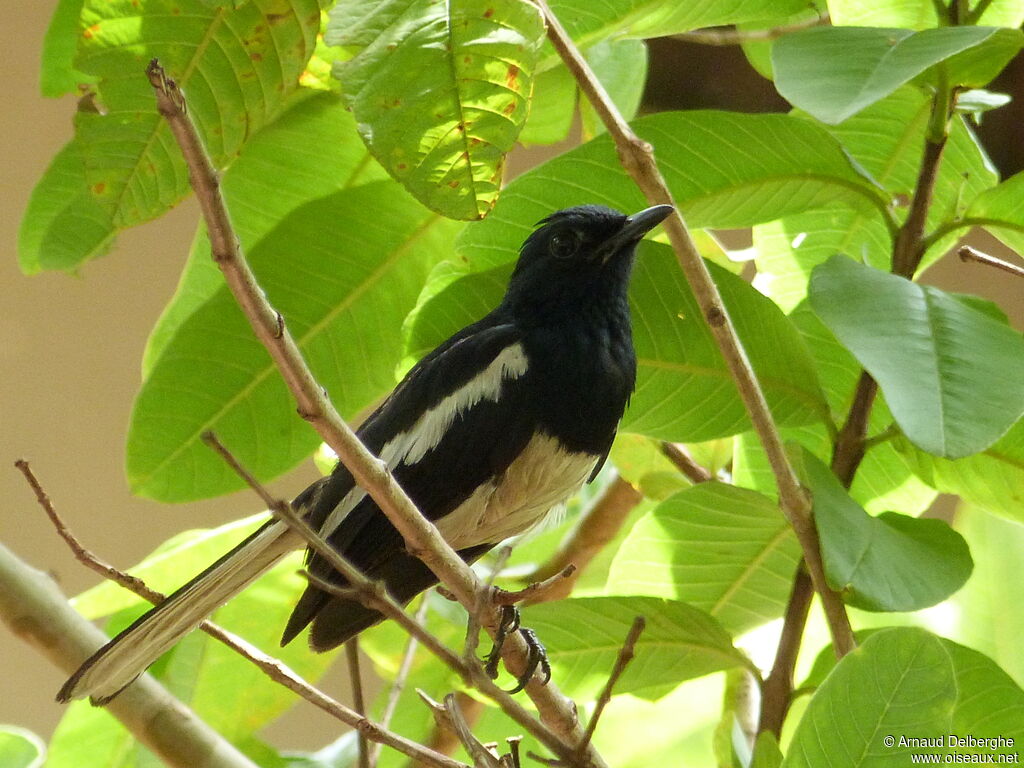 Oriental Magpie-Robin