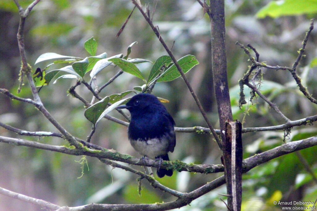 Madagascan Magpie-Robin