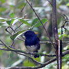 Shama de Madagascar
