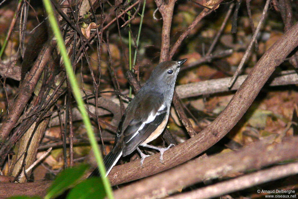 Madagascan Magpie-Robin female