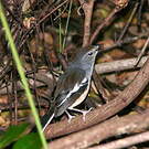 Shama de Madagascar