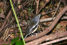 Madagascan Magpie-Robin