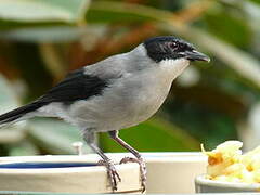 Dark-backed Sibia