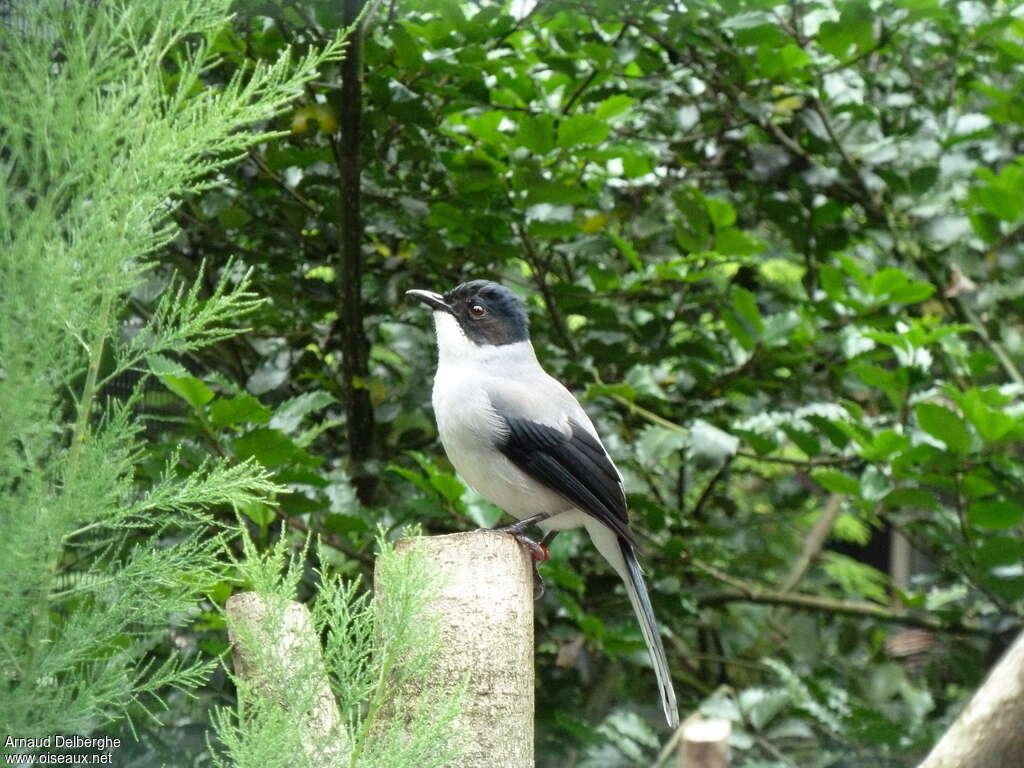 Black-headed Sibiaadult, identification