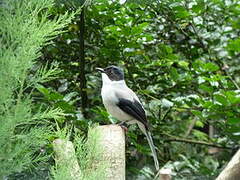 Black-headed Sibia