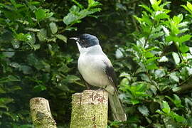 Black-headed Sibia