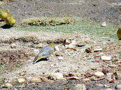 Bright-rumped Yellow Finch