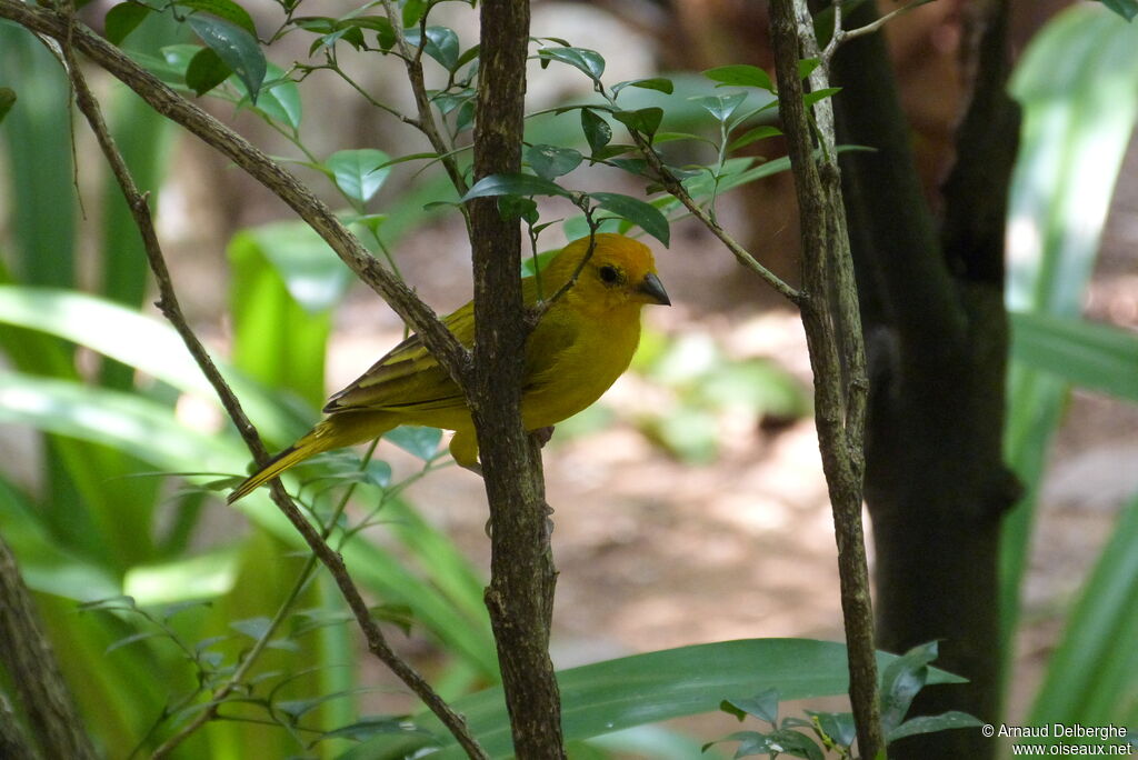 Saffron Finch