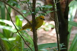 Saffron Finch