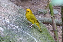 Saffron Finch