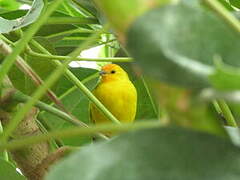 Saffron Finch