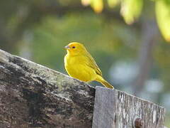 Saffron Finch