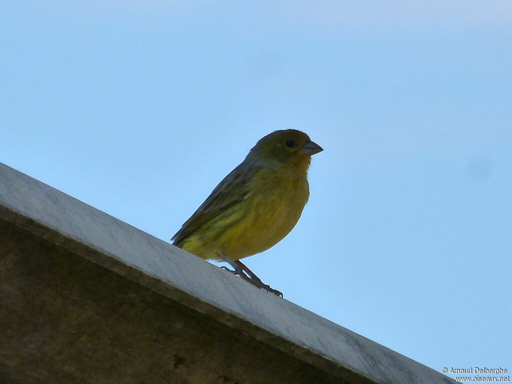 Grassland Yellow Finch