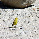Sicale jaune