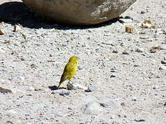 Puna Yellow Finch