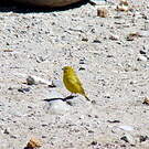 Sicale jaune