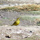 Sicale jaune