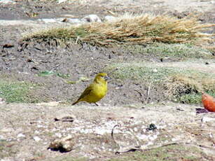 Sicale jaune