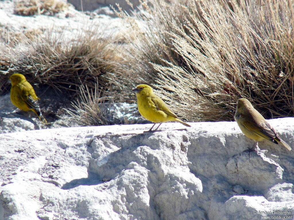 Puna Yellow Finch