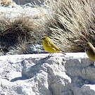 Sicale jaune