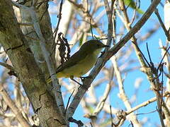 New Caledonian Whistler