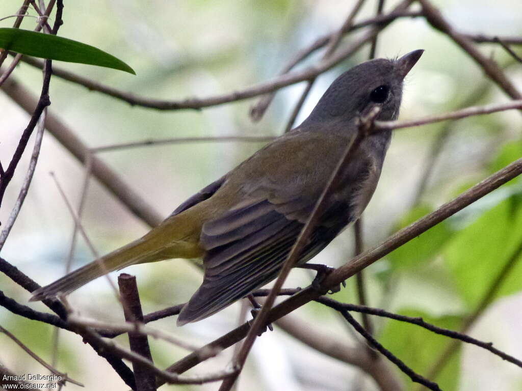 Australian Golden Whistler female adult, identification