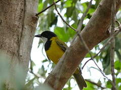 Australian Golden Whistler