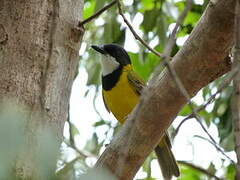 Australian Golden Whistler