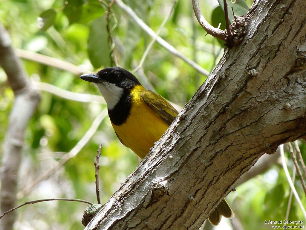 Australian Golden Whistler