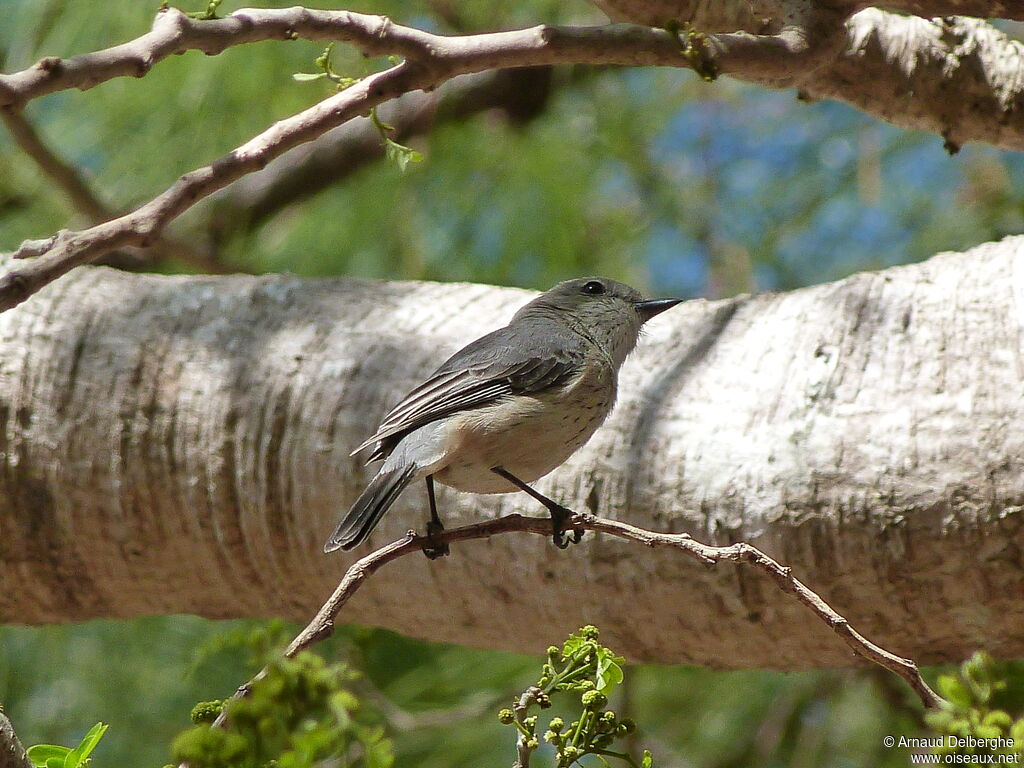 Rufous Whistler female